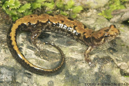Image of Carolina mountain dusky salamander
