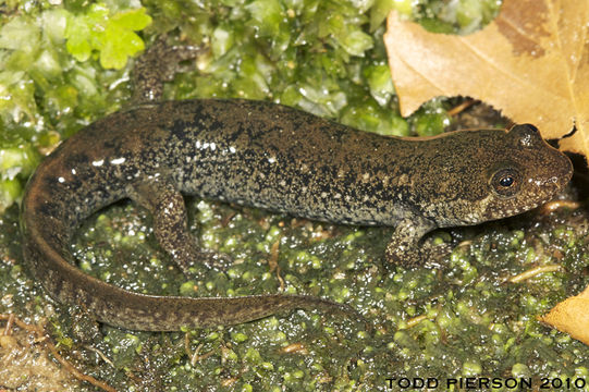 Image of Desmognathus folkertsi Camp, Tilley, Austin & Marshall 2002