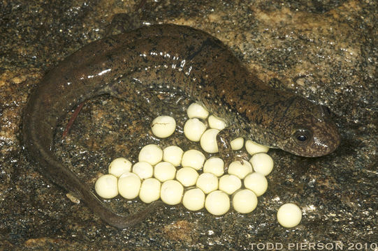 Image of Desmognathus folkertsi Camp, Tilley, Austin & Marshall 2002