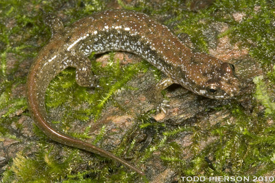 Image of Dusky Salamander