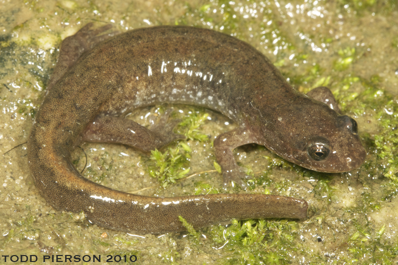 Image of Dusky Salamander