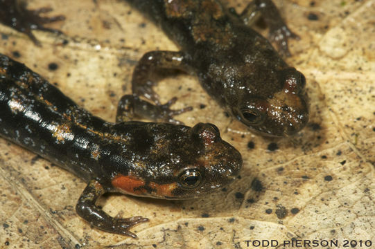 Image of Ocoee Dusky Salamander