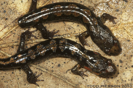 Image of Ocoee Dusky Salamander