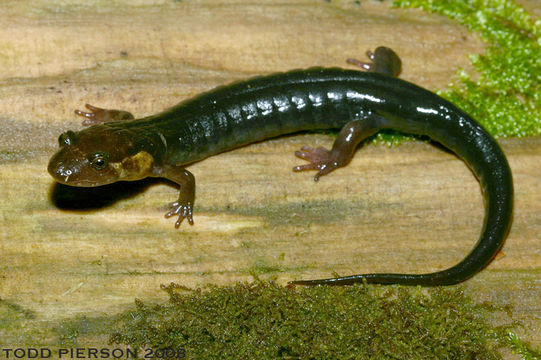 Image of Imitator Salamander