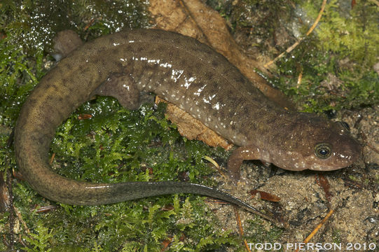 Image of Seal Salamander