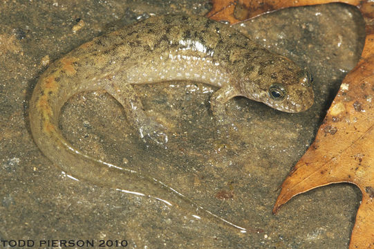 Image of Seal Salamander