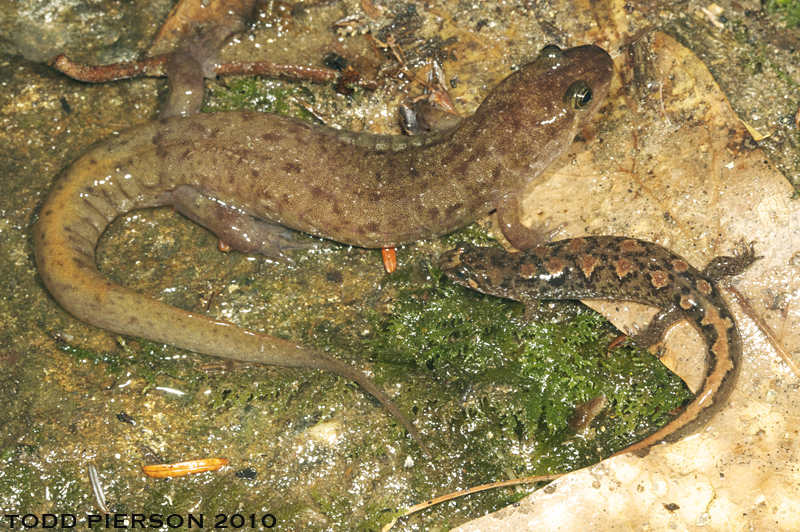 Image of Seal Salamander