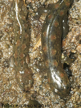 Image of Seal Salamander