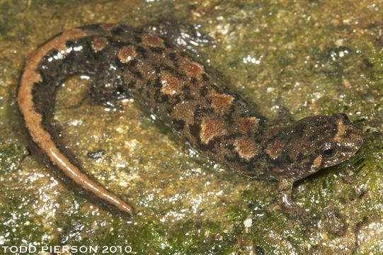 Image of Ocoee Dusky Salamander