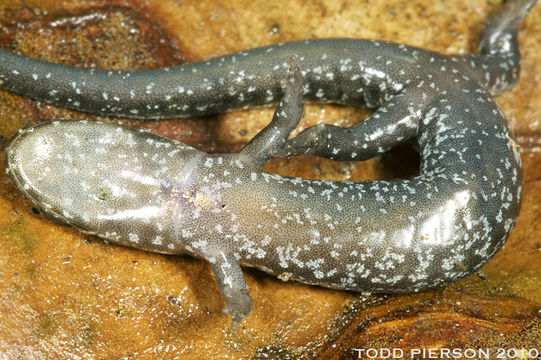 Image of Ocoee Dusky Salamander