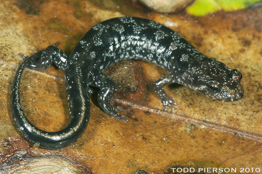 Image of Ocoee Dusky Salamander