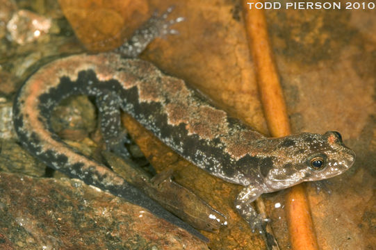 Image of Ocoee Dusky Salamander