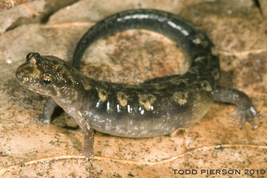 Image of Ocoee Dusky Salamander