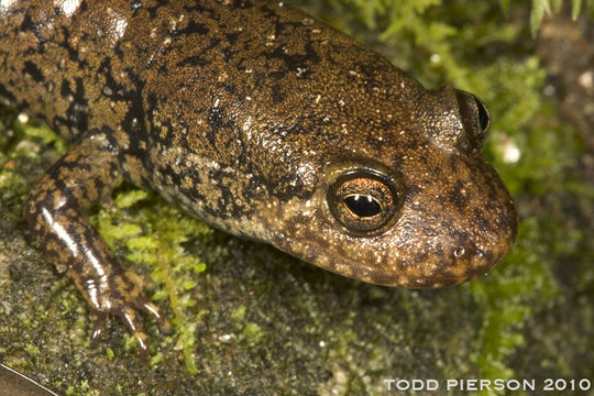 Image of Blackbelly Salamander