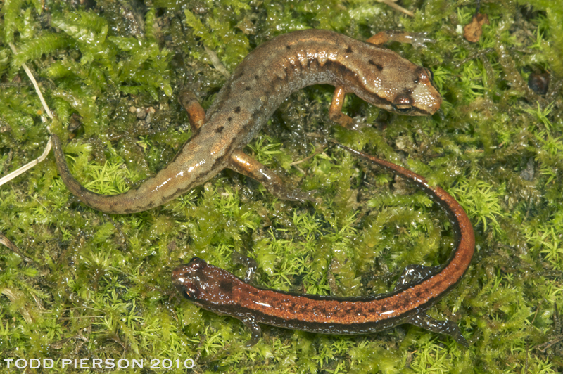 Image of Pygmy Salamander