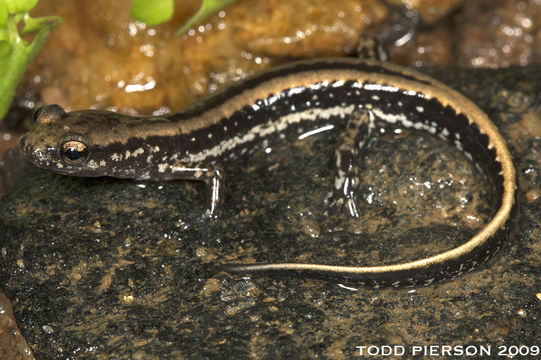 Image of Three-lined Salamander