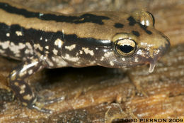 Image of Three-lined Salamander