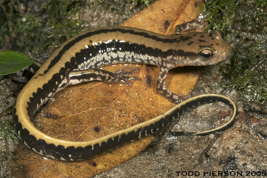 Image of Three-lined Salamander