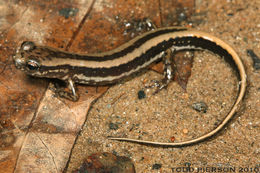 Image of Three-lined Salamander