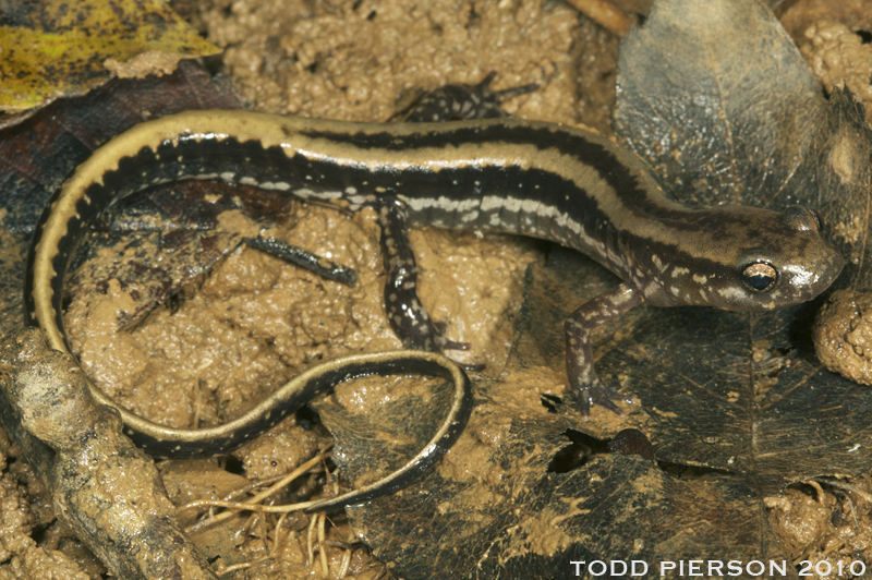 Image of Three-lined Salamander