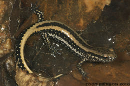 Image of Three-lined Salamander