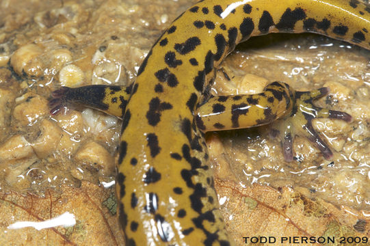 Image of Longtail Salamander