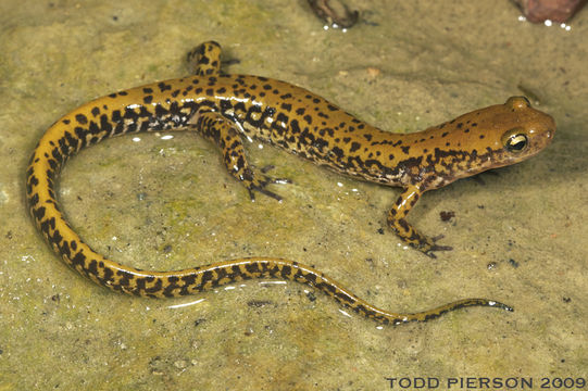 Image of Longtail Salamander