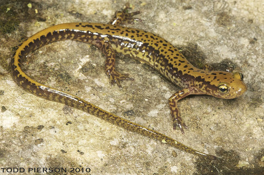 Image of Longtail Salamander