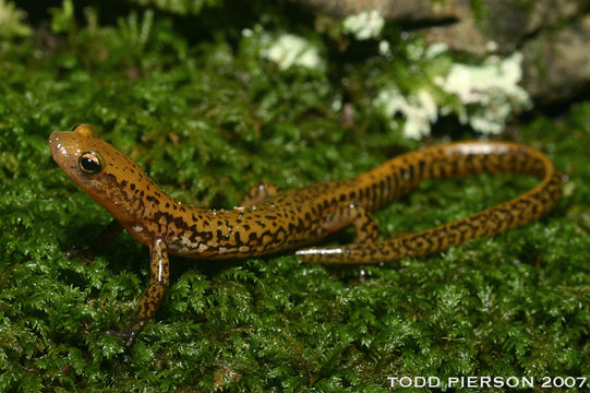 Image of Longtail Salamander