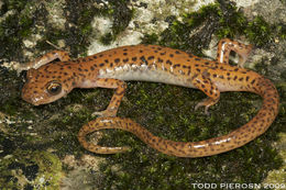 Image of Cave Salamander