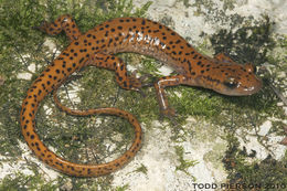 Image of Cave Salamander