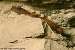 Image of Cave Salamander