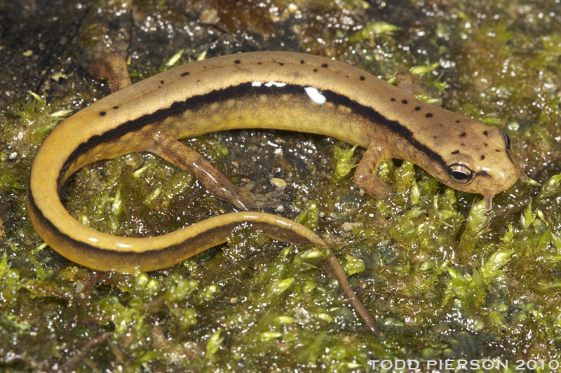 Image of Blue Ridge Two-Lined Salamander