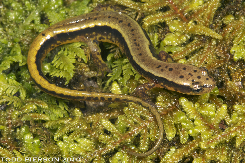 Image of Blue Ridge Two-Lined Salamander