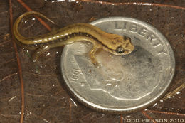 Image of Blue Ridge Two-Lined Salamander