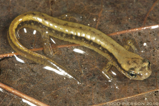 Image of Blue Ridge Two-Lined Salamander