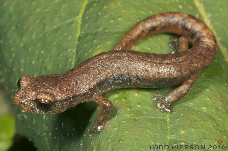 Imagem de Bolitoglossa helmrichi (Schmidt 1936)