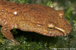 Image of Spring Salamander