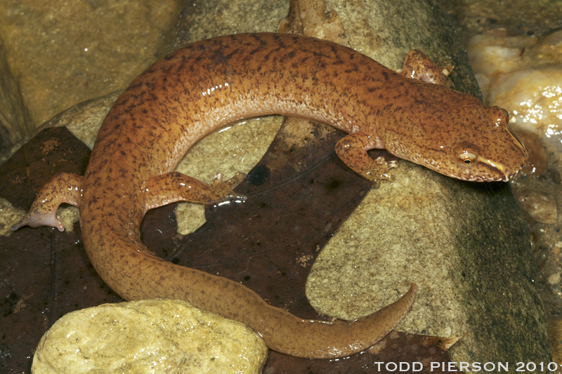 Image of Spring Salamander