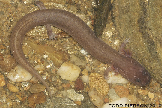 Image of Spring Salamander