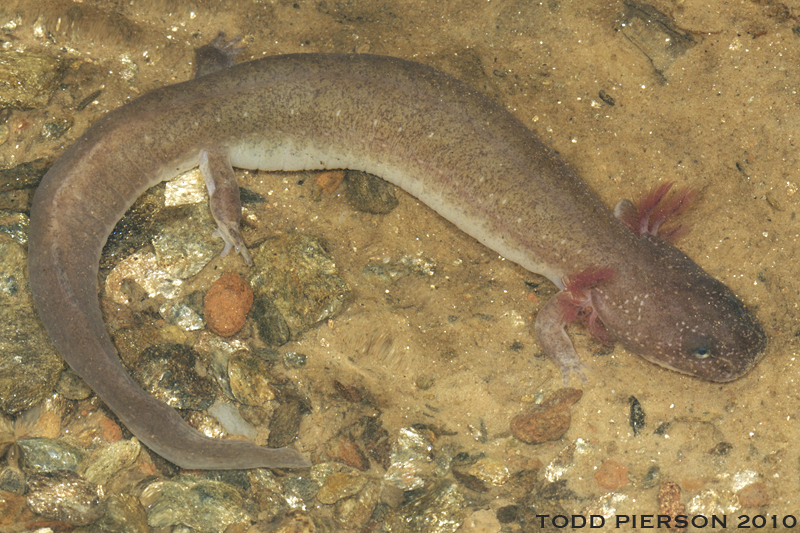 Image of Spring Salamander