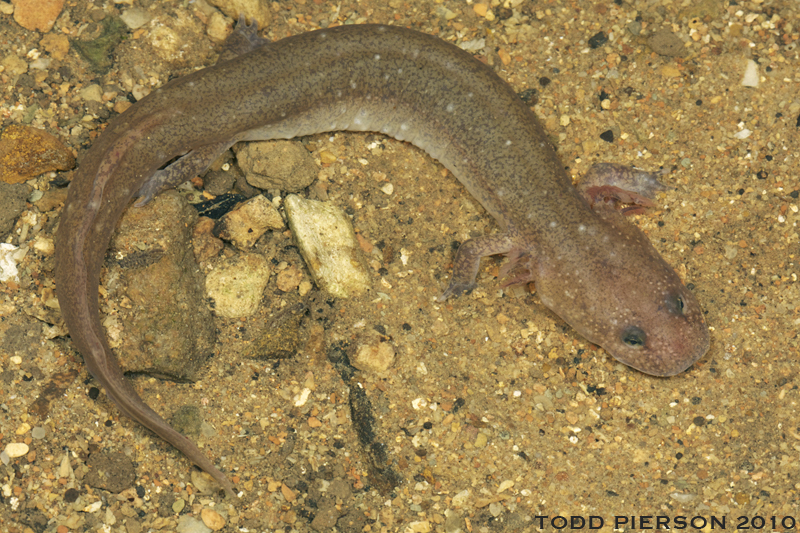 Image of Spring Salamander