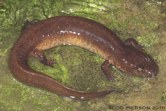 Image of Spring Salamander