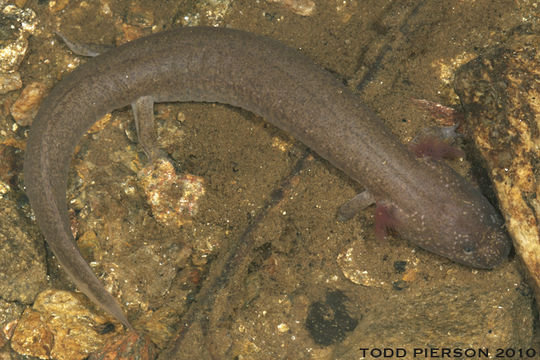 Image of Spring Salamander