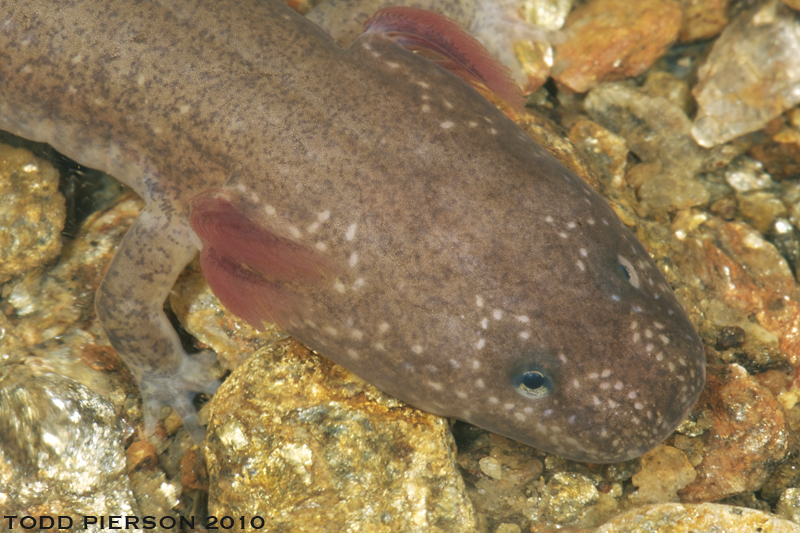 Image of Spring Salamander