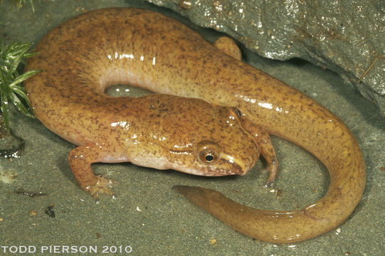 Image of Spring Salamander