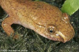 Image of Spring Salamander