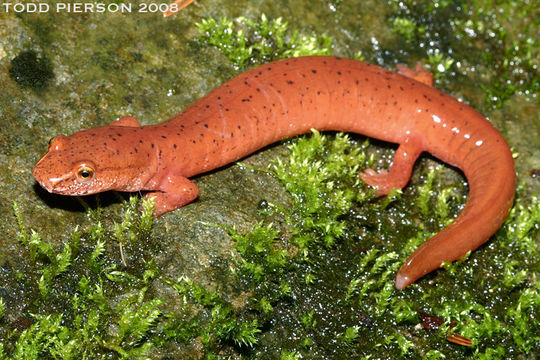 Image of Spring Salamander