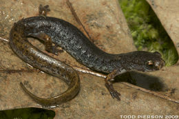 Image of Four-toed Salamander