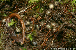 Image of Four-toed Salamander